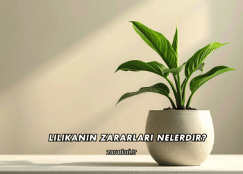 Lilikanın Zararları Nelerdir?