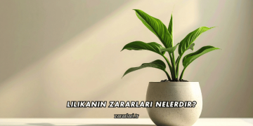 Lilikanın Zararları Nelerdir?