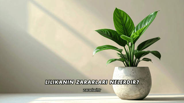 Lilikanın Zararları Nelerdir?
