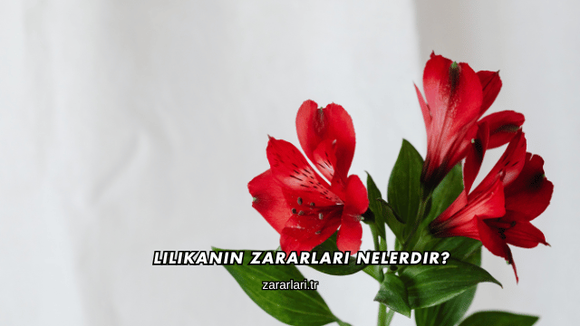 Lilikanın Zararları Nelerdir?