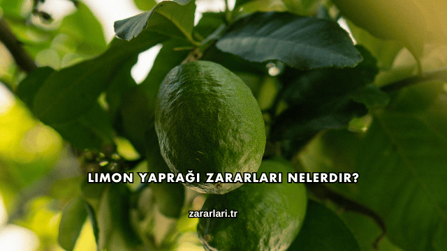 Limon Yaprağı Zararları Nelerdir?