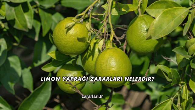 Limon Yaprağı Zararları Nelerdir?