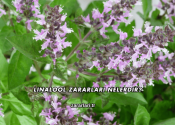 Linalool Zararları Nelerdir?