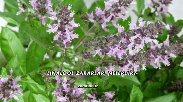 Linalool Zararları Nelerdir?