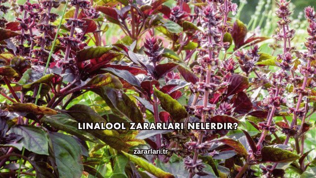 Linalool Zararları Nelerdir?
