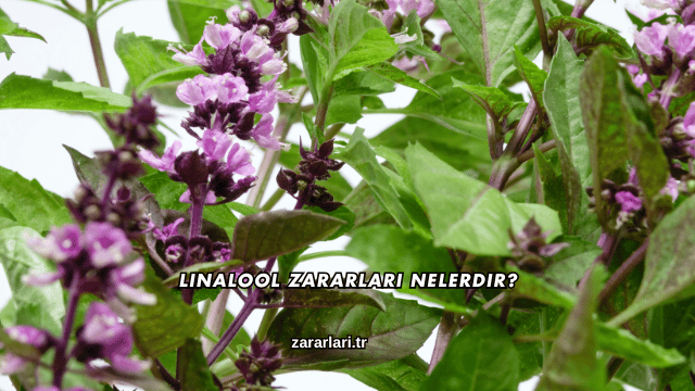 Linalool Zararları Nelerdir?