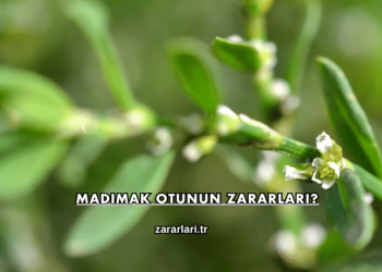 Madımak Otunun Zararları?