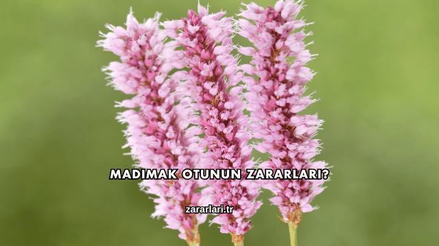 Madımak Otunun Zararları?