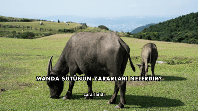 Manda Sütünün Zararları Nelerdir?