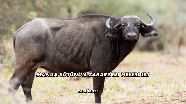 Manda Sütünün Zararları Nelerdir?