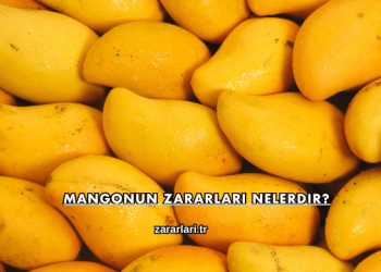 Mangonun Zararları Nelerdir?