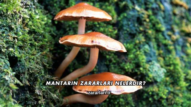 Mantarın Zararları Nelerdir?