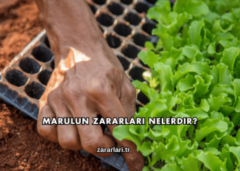 Marulun Zararları Nelerdir?