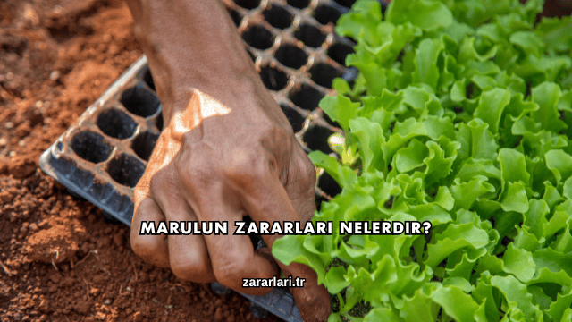 Marulun Zararları Nelerdir?