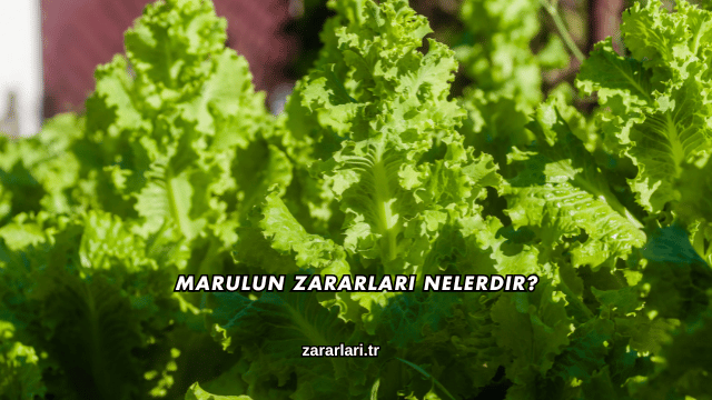Marulun Zararları Nelerdir?