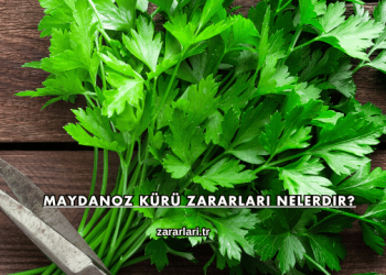 Maydanoz Kürü Zararları Nelerdir?