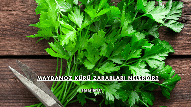 Maydanoz Kürü Zararları Nelerdir?