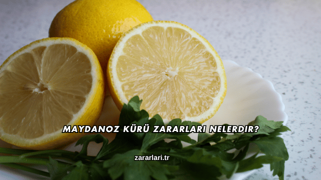 Maydanoz Kürü Zararları Nelerdir?