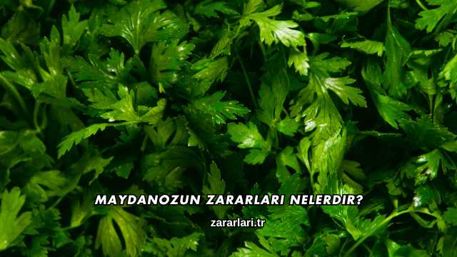 Maydanozun Zararları Nelerdir?