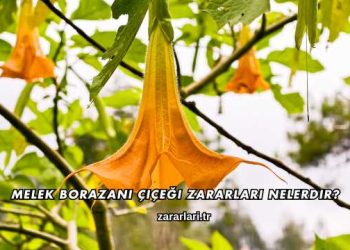Melek Borazanı Çiçeği Zararları Nelerdir?