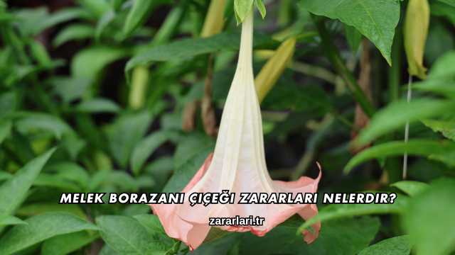 Melek Borazanı Çiçeği Zararları Nelerdir?