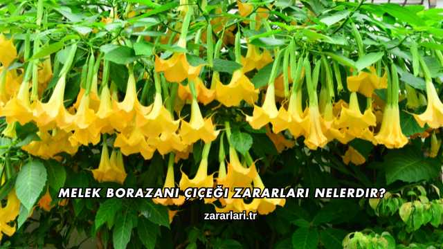 Melek Borazanı Çiçeği Zararları Nelerdir?