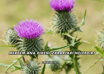 Meryem Ana Dikeni Zararları Nelerdir?