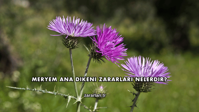 Meryem Ana Dikeni Zararları Nelerdir?