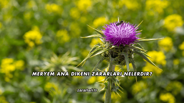 Meryem Ana Dikeni Zararları Nelerdir?