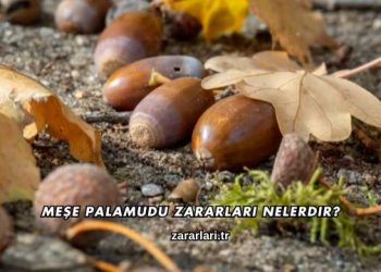 Meşe Palamudu Zararları Nelerdir?