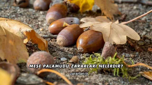 Meşe Palamudu Zararları Nelerdir?