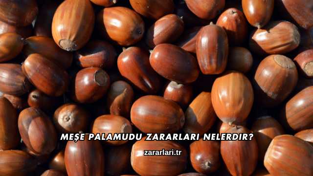 Meşe Palamudu Zararları Nelerdir?