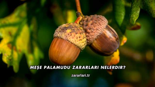 Meşe Palamudu Zararları Nelerdir?