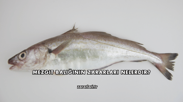 Mezgit Balığının Zararları Nelerdir?