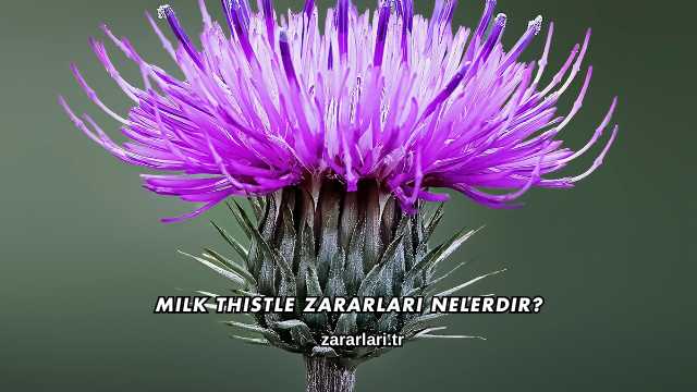 Milk Thistle Zararları Nelerdir?