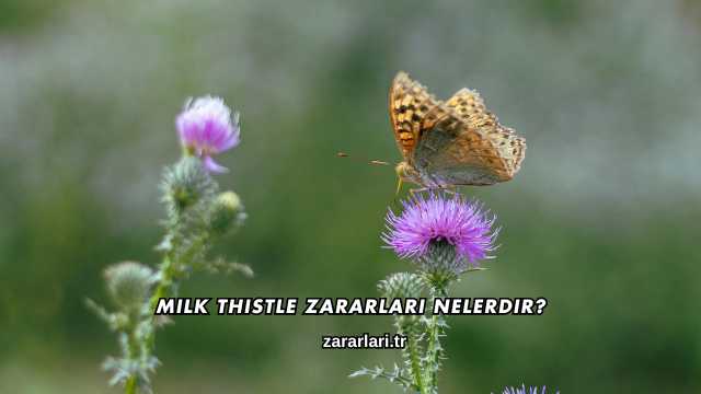 Milk Thistle Zararları Nelerdir?