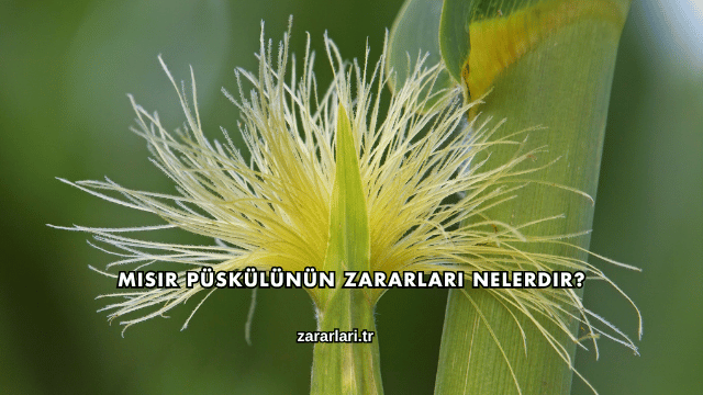 Mısır Püskülünün Zararları Nelerdir?