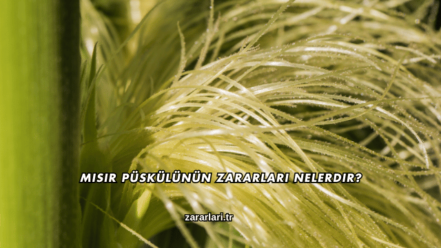 Mısır Püskülünün Zararları Nelerdir?