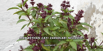 Mor Reyhan Çayı Zararları Nelerdir?