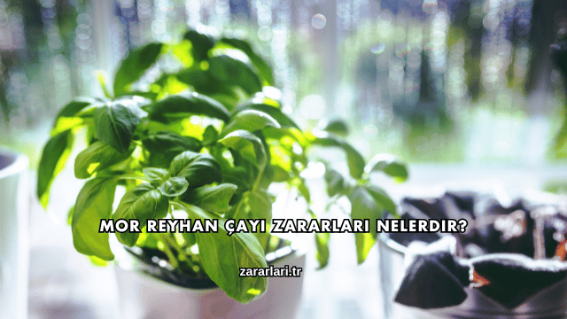 Mor Reyhan Çayı Zararları Nelerdir?