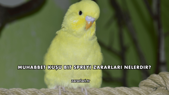 Muhabbet Kuşu Bit Spreyi Zararları Nelerdir?