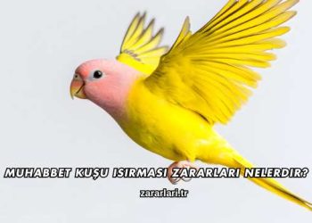 Muhabbet Kuşu Isırması Zararları Nelerdir?