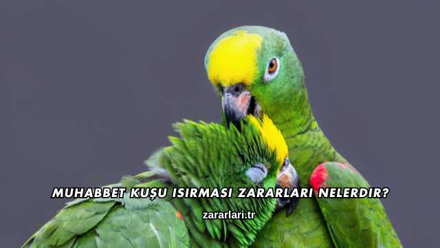 Muhabbet Kuşu Isırması Zararları Nelerdir?