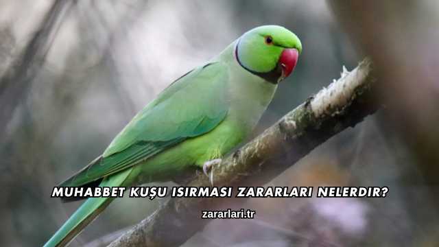 Muhabbet Kuşu Isırması Zararları Nelerdir?