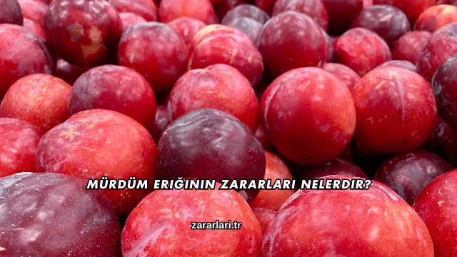 Mürdüm Eriğinin Zararları Nelerdir?