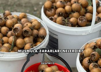 Muşmula Zararları Nelerdir?