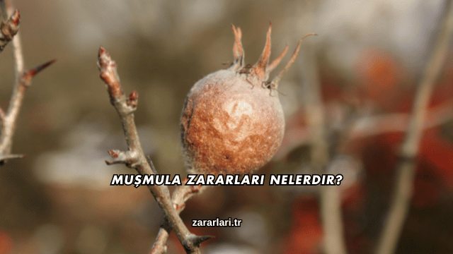 Muşmula Zararları Nelerdir?