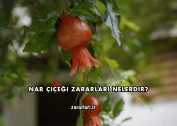Nar Çiçeği Zararları Nelerdir?