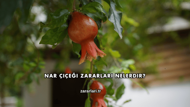 Nar Çiçeği Zararları Nelerdir?