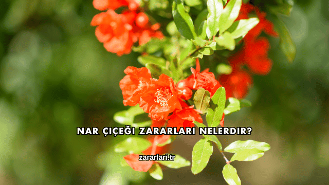 Nar Çiçeği Zararları Nelerdir?